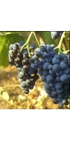 Nero d'Avola